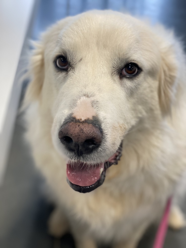 Libby - PLEASE READ ALL INFORMATION, an adoptable Great Pyrenees in Greenville, SC, 29607 | Photo Image 1