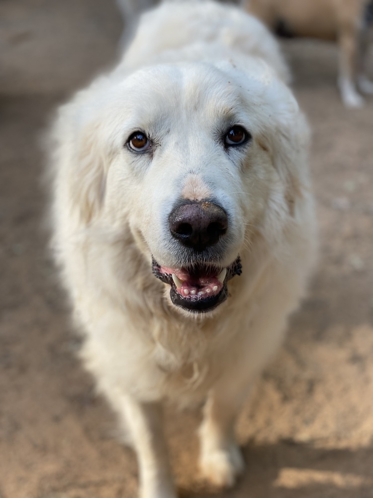 Libby - PLEASE READ ALL INFORMATION, an adoptable Great Pyrenees in Greenville, SC, 29607 | Photo Image 1