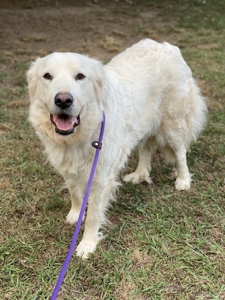 Libby - PLEASE READ ALL INFORMATION, an adoptable Great Pyrenees in Greenville, SC, 29607 | Photo Image 2