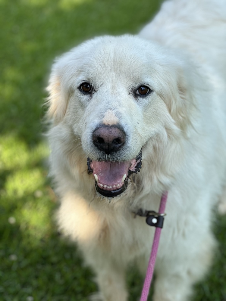 Libby - PLEASE READ ALL INFORMATION, an adoptable Great Pyrenees in Greenville, SC, 29607 | Photo Image 2