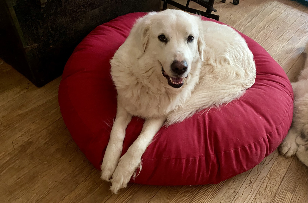 Libby - PLEASE READ ALL INFORMATION, an adoptable Great Pyrenees in Greenville, SC, 29607 | Photo Image 3