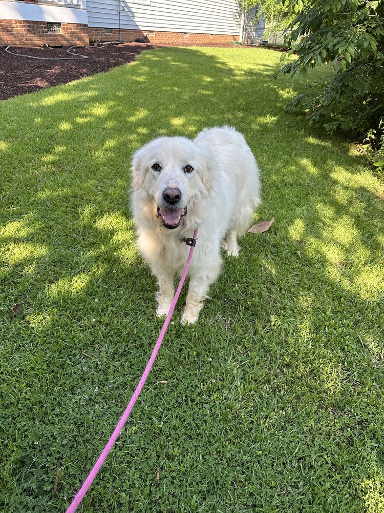 Libby - PLEASE READ ALL INFORMATION, an adoptable Great Pyrenees in Greenville, SC, 29607 | Photo Image 3