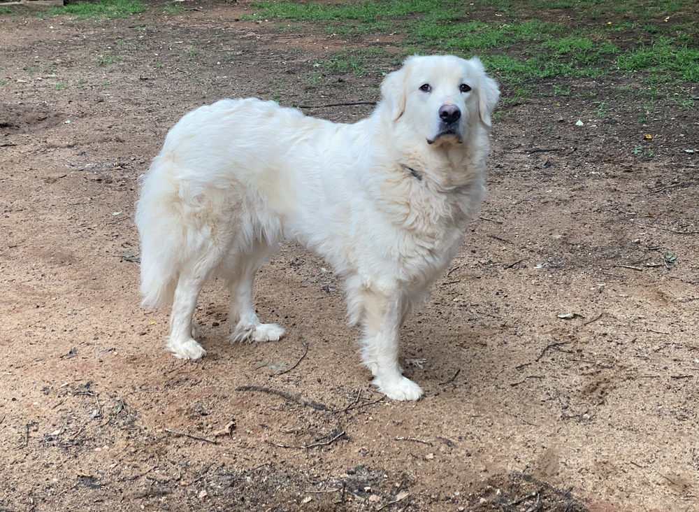 Libby - PLEASE READ ALL INFORMATION, an adoptable Great Pyrenees in Greenville, SC, 29607 | Photo Image 4