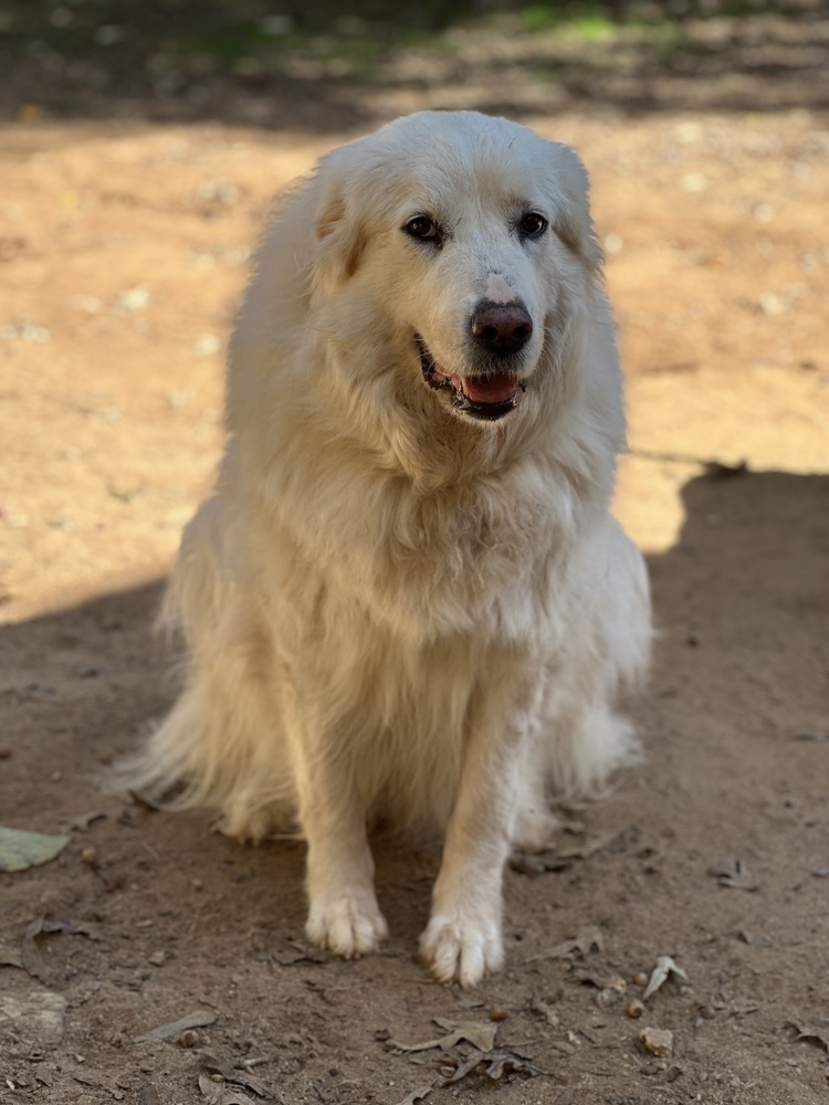 Libby - PLEASE READ ALL INFORMATION, an adoptable Great Pyrenees in Greenville, SC, 29607 | Photo Image 4