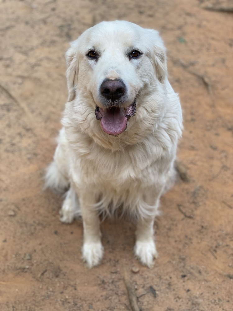 Libby - PLEASE READ ALL INFORMATION, an adoptable Great Pyrenees in Greenville, SC, 29607 | Photo Image 5