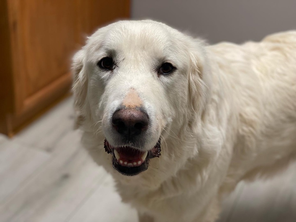 Libby - PLEASE READ ALL INFORMATION, an adoptable Great Pyrenees in Greenville, SC, 29607 | Photo Image 6