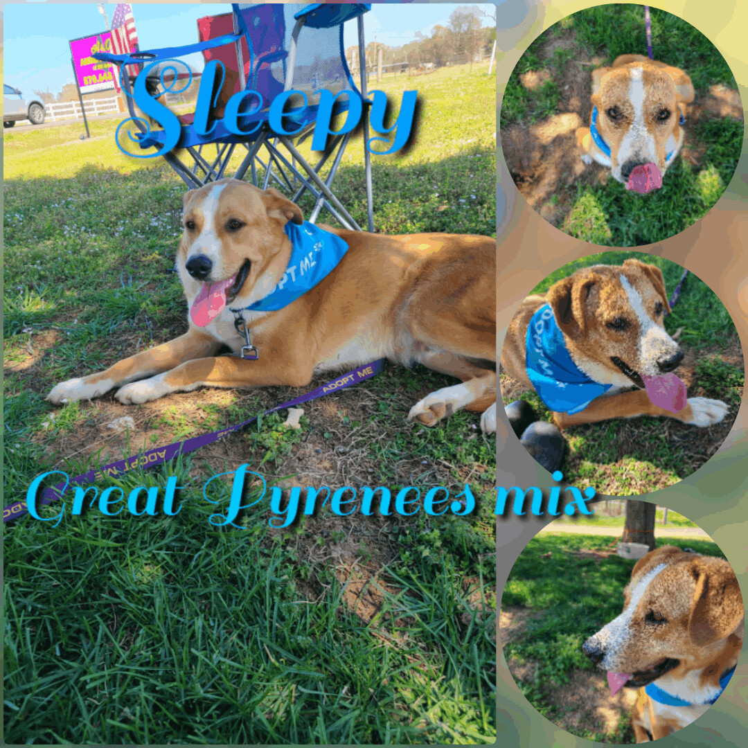 Dog for adoption Sleepy, a Great Pyrenees & Husky Mix in Ashdown, AR