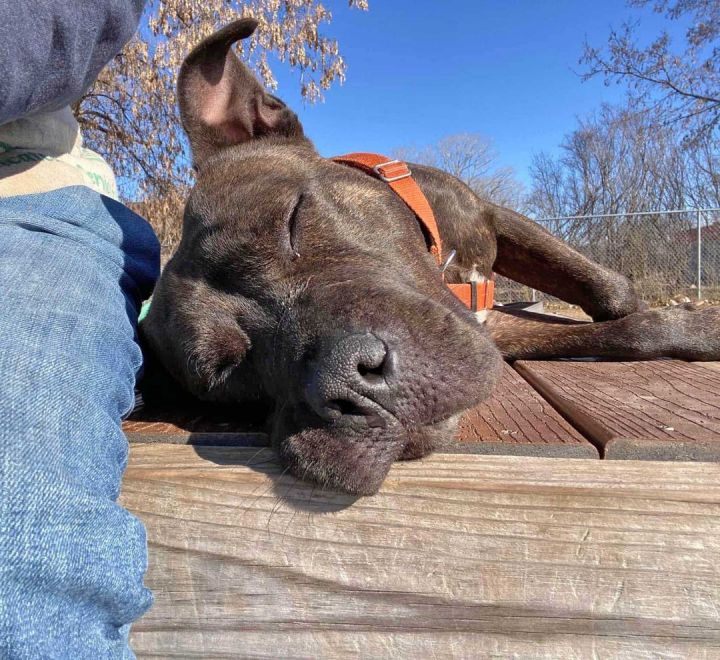 Dog for adoption - Prada , a Mixed Breed in Oshkosh, WI | Petfinder