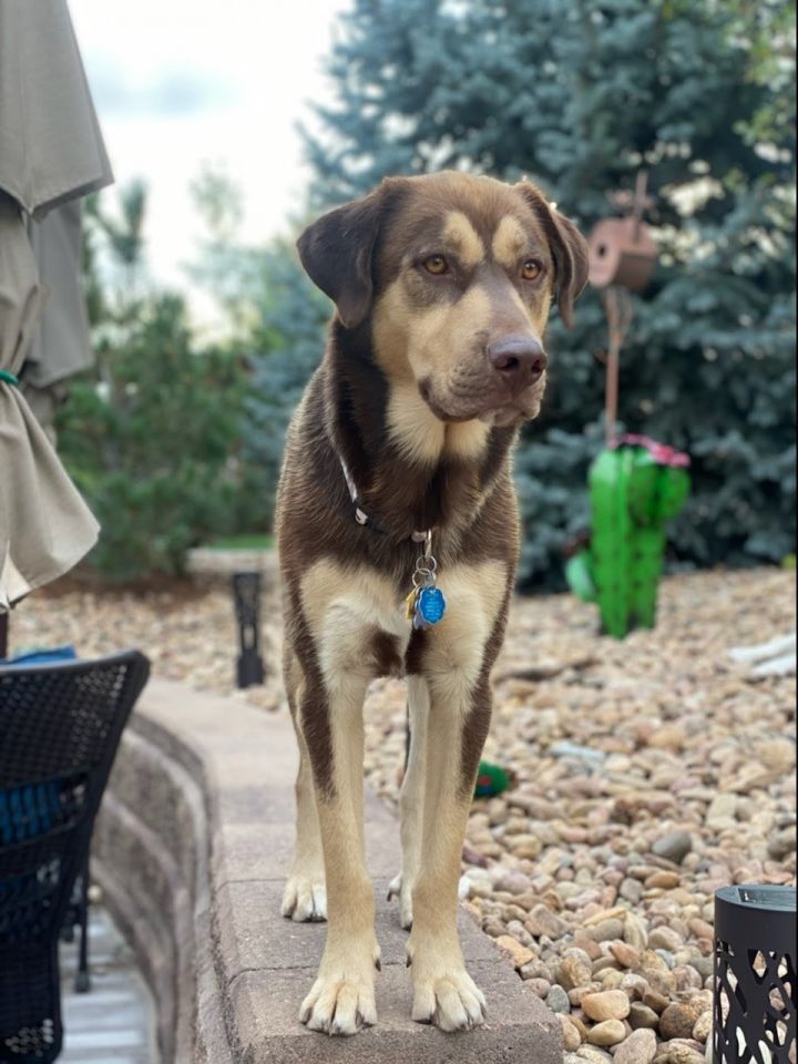 Zeke, an adoptable Husky & Hound Mix in Winter Park, CO_image-3