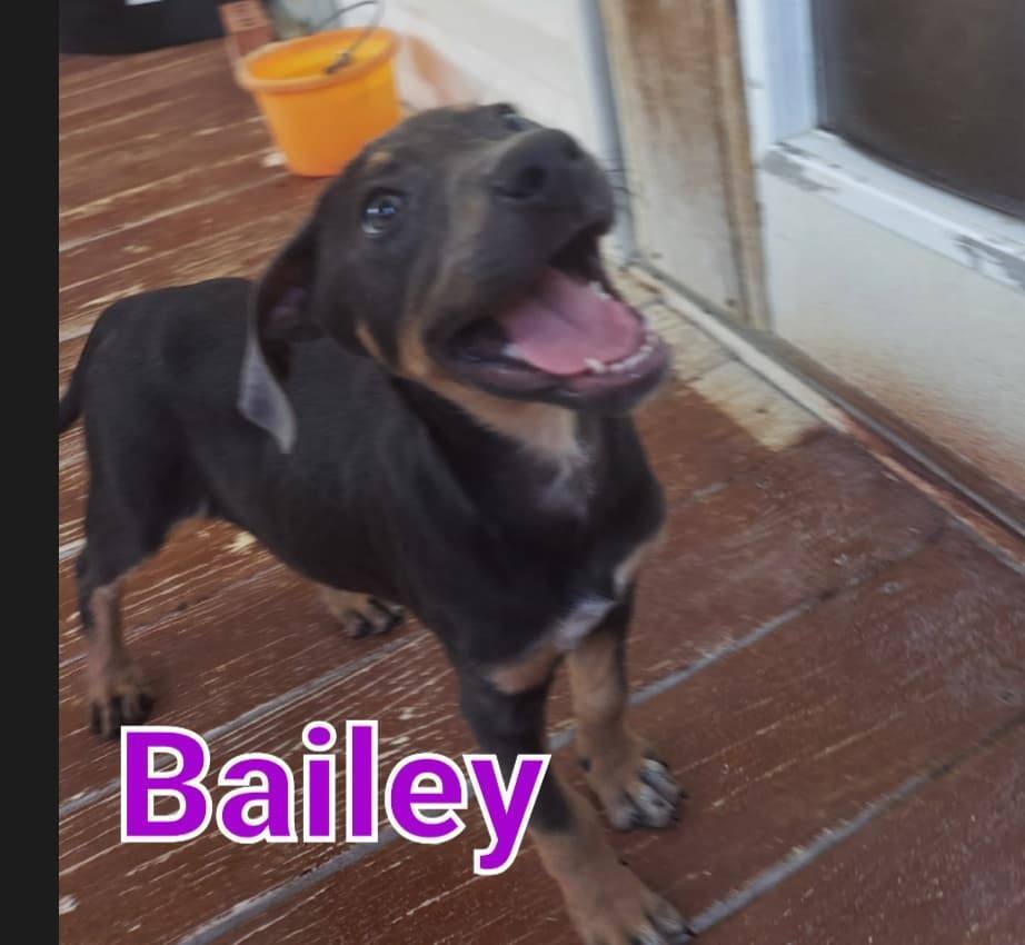 Bailey