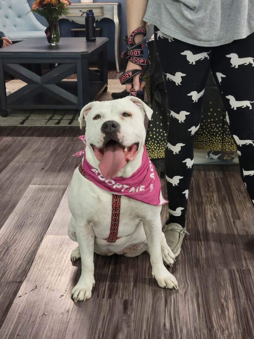 Pinks, an adoptable American Bully in Colorado Springs, CO, 80918 | Photo Image 2