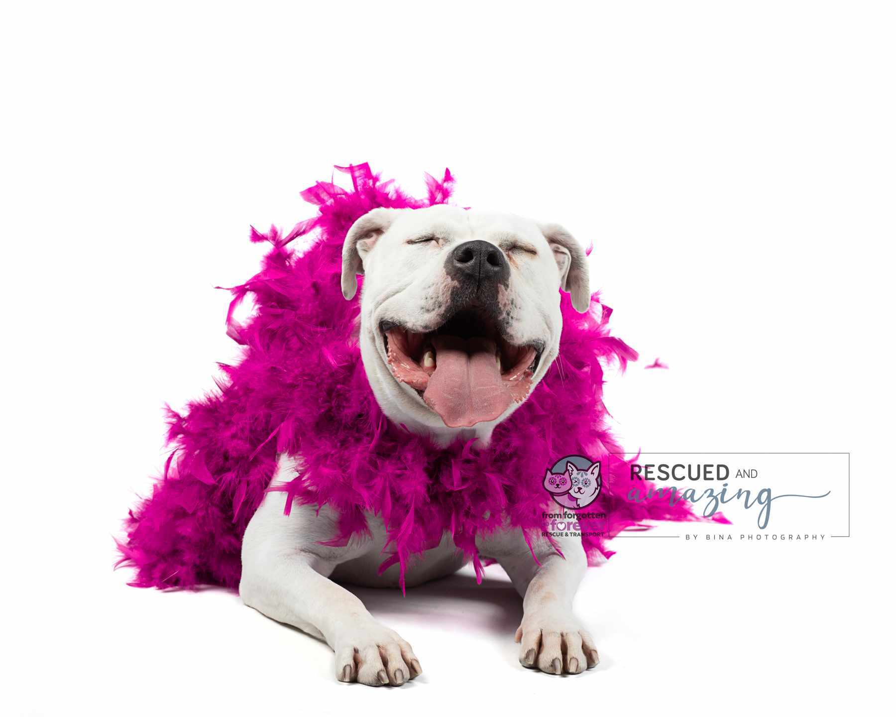 Pinks, an adoptable American Bully in Colorado Springs, CO, 80918 | Photo Image 3
