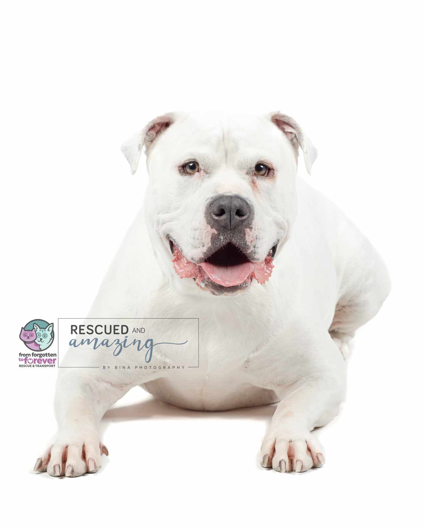 Pinks, an adoptable American Bully in Colorado Springs, CO, 80918 | Photo Image 5