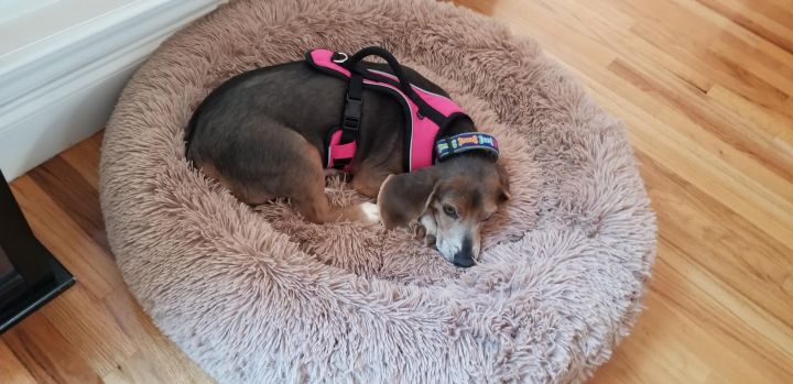 Pretzel, an adopted Beagle in Cumming, GA_image-2