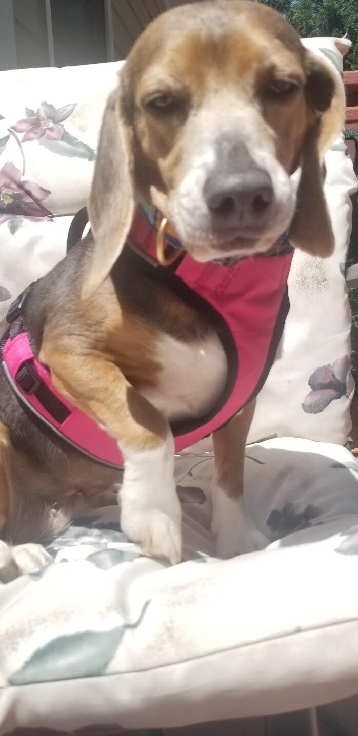 Pretzel, an adopted Beagle in Cumming, GA_image-5