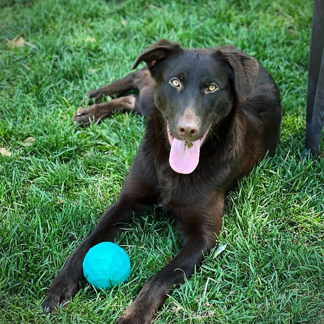 Carmi, an adoptable Labrador Retriever, Spaniel in Albuquerque, NM, 87122 | Photo Image 1