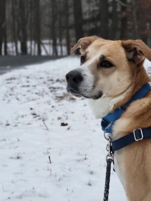 Blu (TX) Labrador Retriever Dog
