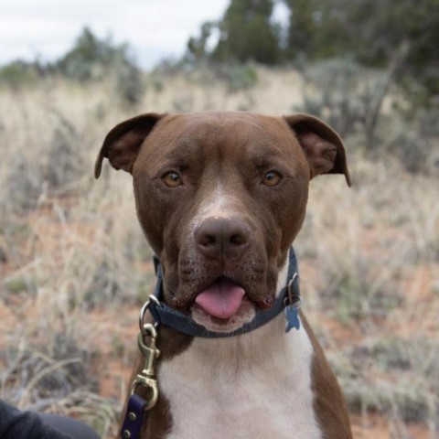 Triumph, an adoptable Pit Bull Terrier in Kanab, UT, 84741 | Photo Image 1