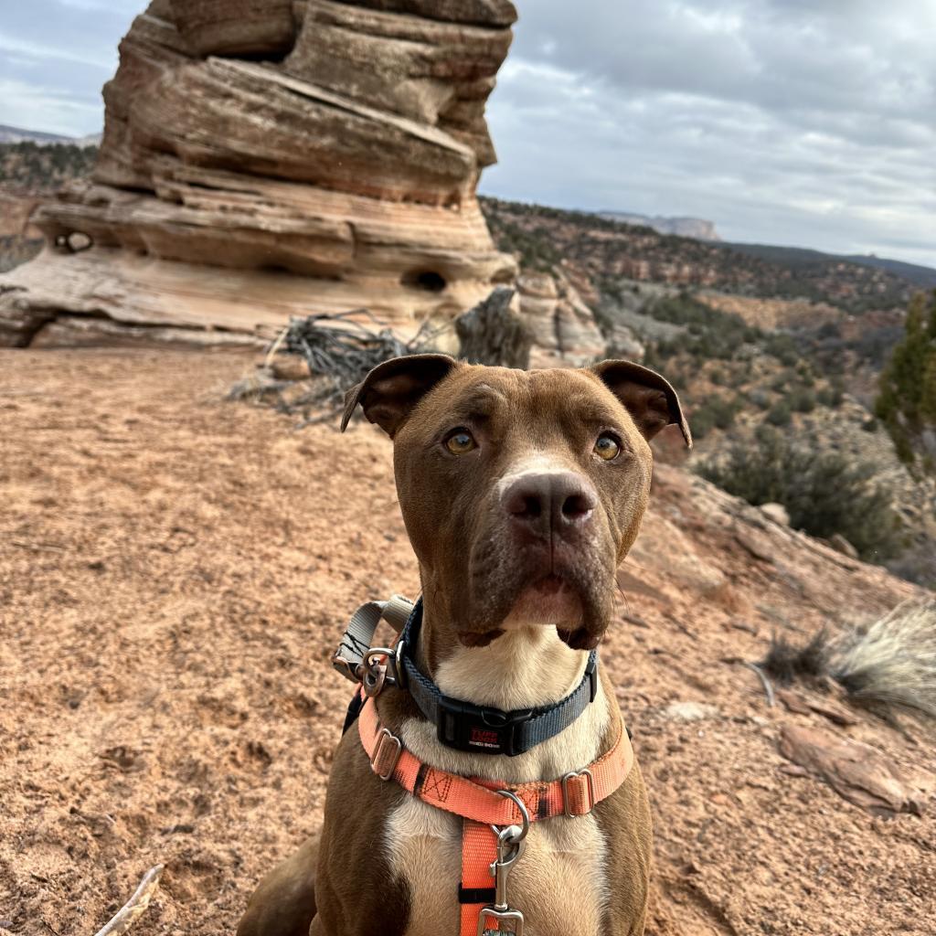 Triumph, an adoptable Pit Bull Terrier in Kanab, UT, 84741 | Photo Image 1