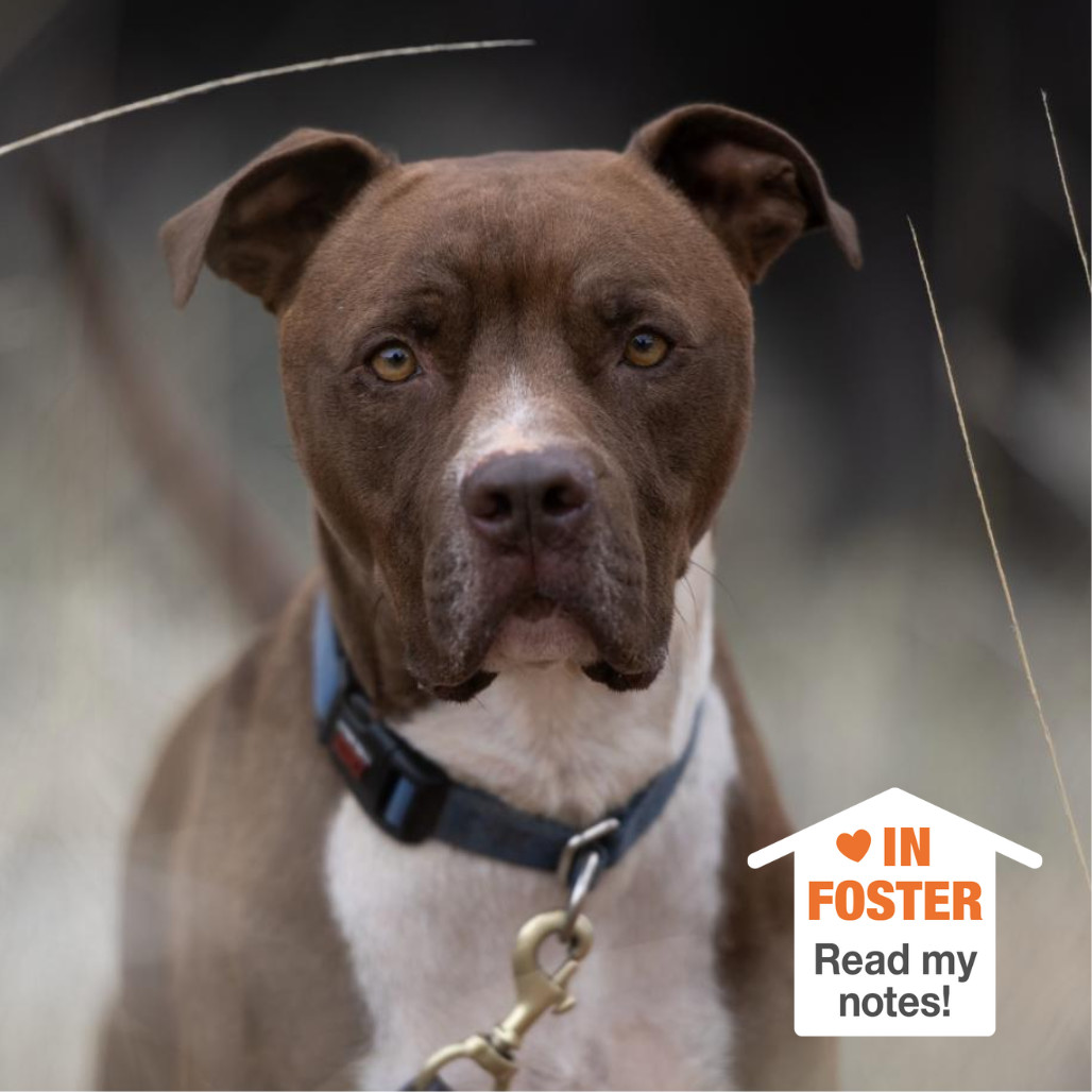Triumph, an adoptable Pit Bull Terrier in Kanab, UT, 84741 | Photo Image 1