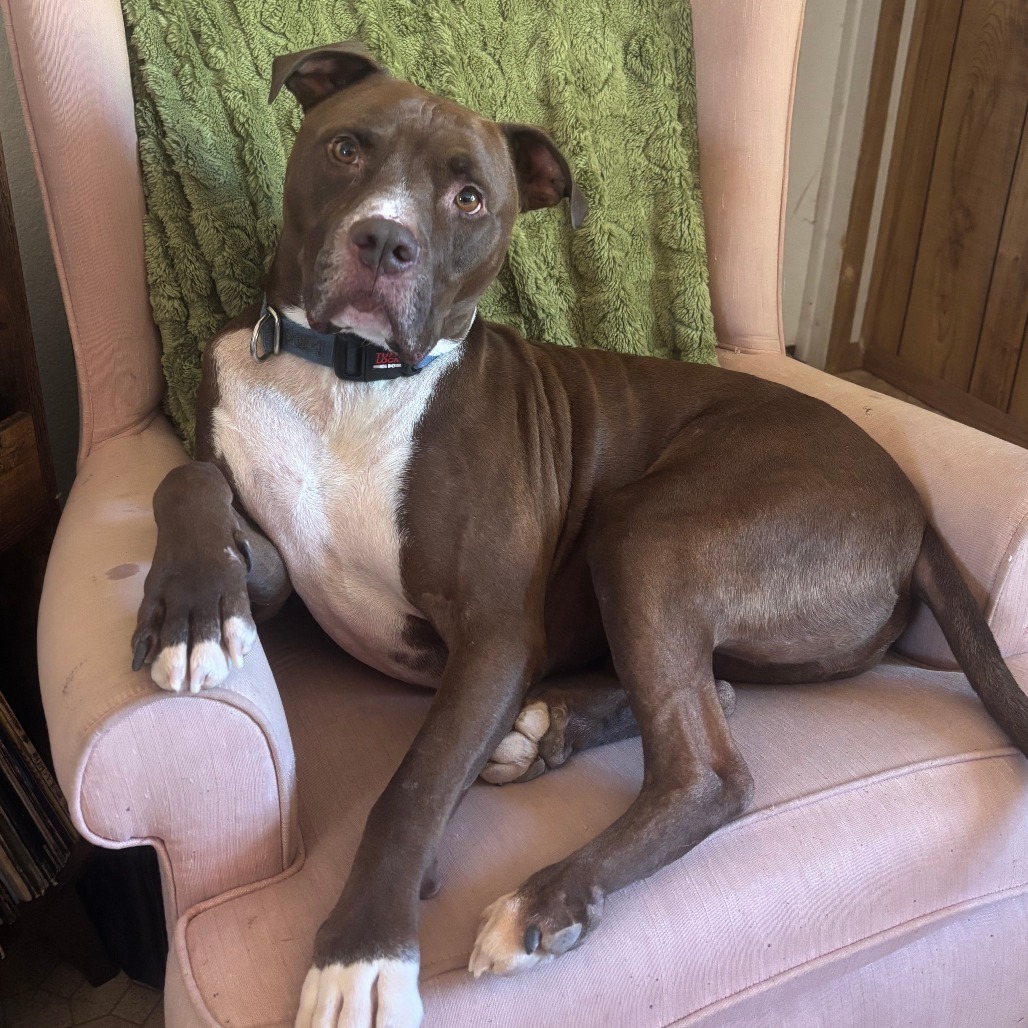 Triumph, an adoptable Pit Bull Terrier in Kanab, UT, 84741 | Photo Image 1