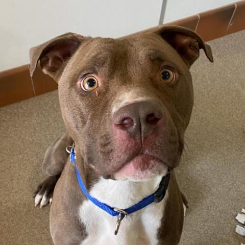 Triumph, an adoptable Pit Bull Terrier in Kanab, UT, 84741 | Photo Image 2