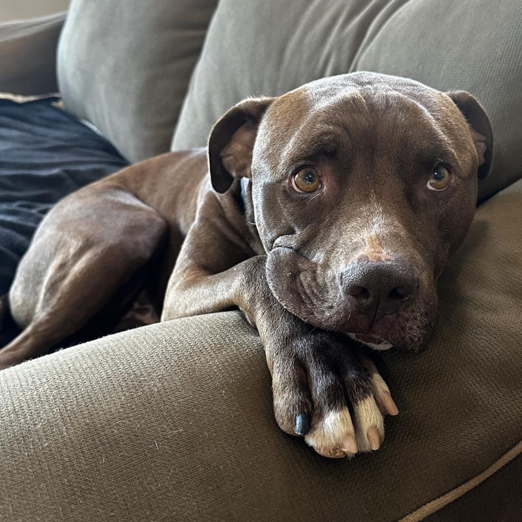 Triumph, an adoptable Pit Bull Terrier in Kanab, UT, 84741 | Photo Image 2