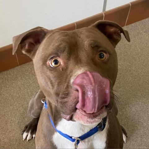 Triumph, an adoptable Pit Bull Terrier in Kanab, UT, 84741 | Photo Image 3