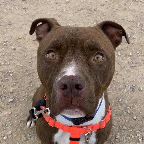 Triumph, an adoptable Pit Bull Terrier in Kanab, UT, 84741 | Photo Image 4