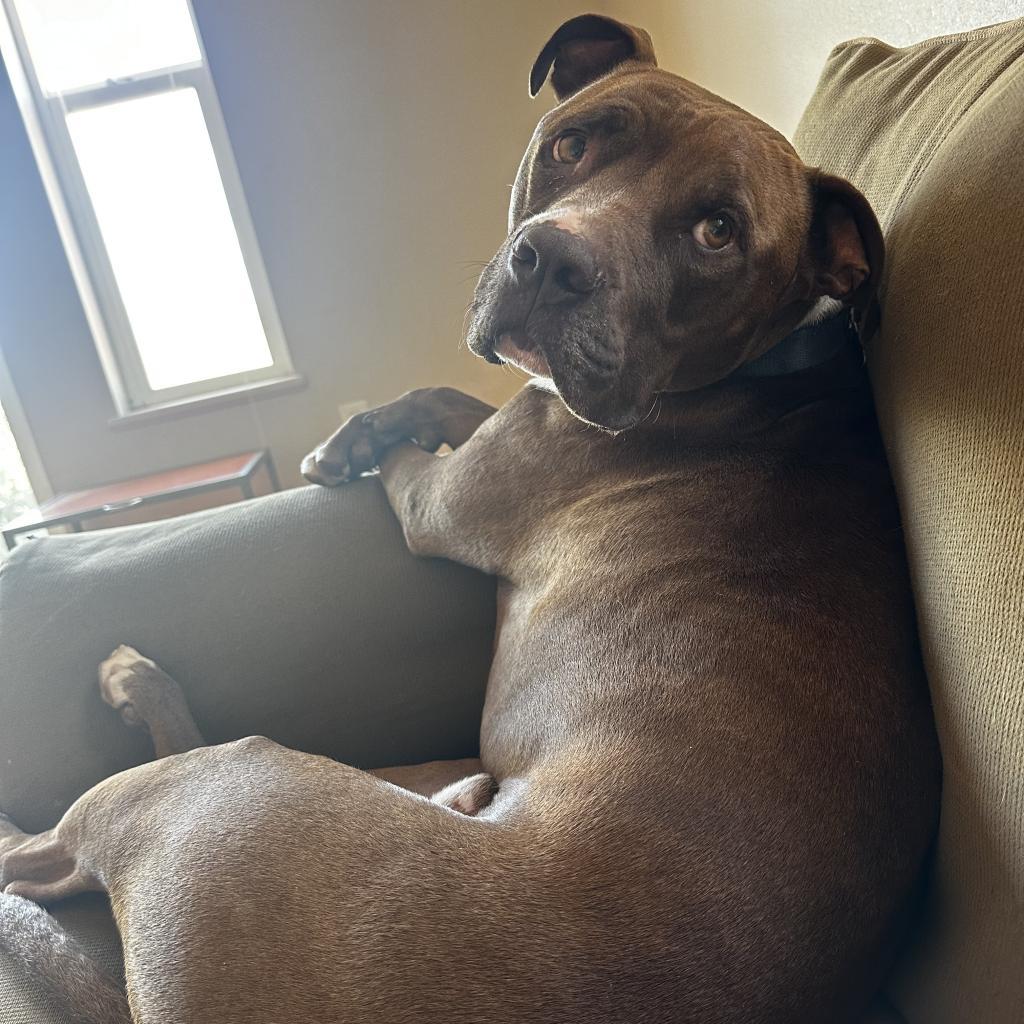 Triumph, an adoptable Pit Bull Terrier in Kanab, UT, 84741 | Photo Image 4