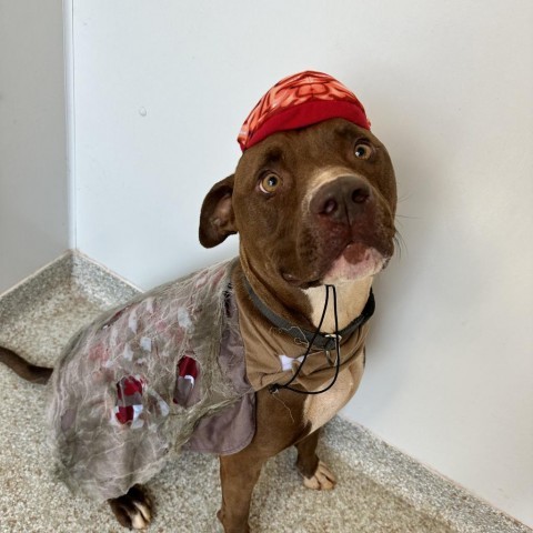 Triumph, an adoptable Pit Bull Terrier in Kanab, UT, 84741 | Photo Image 5