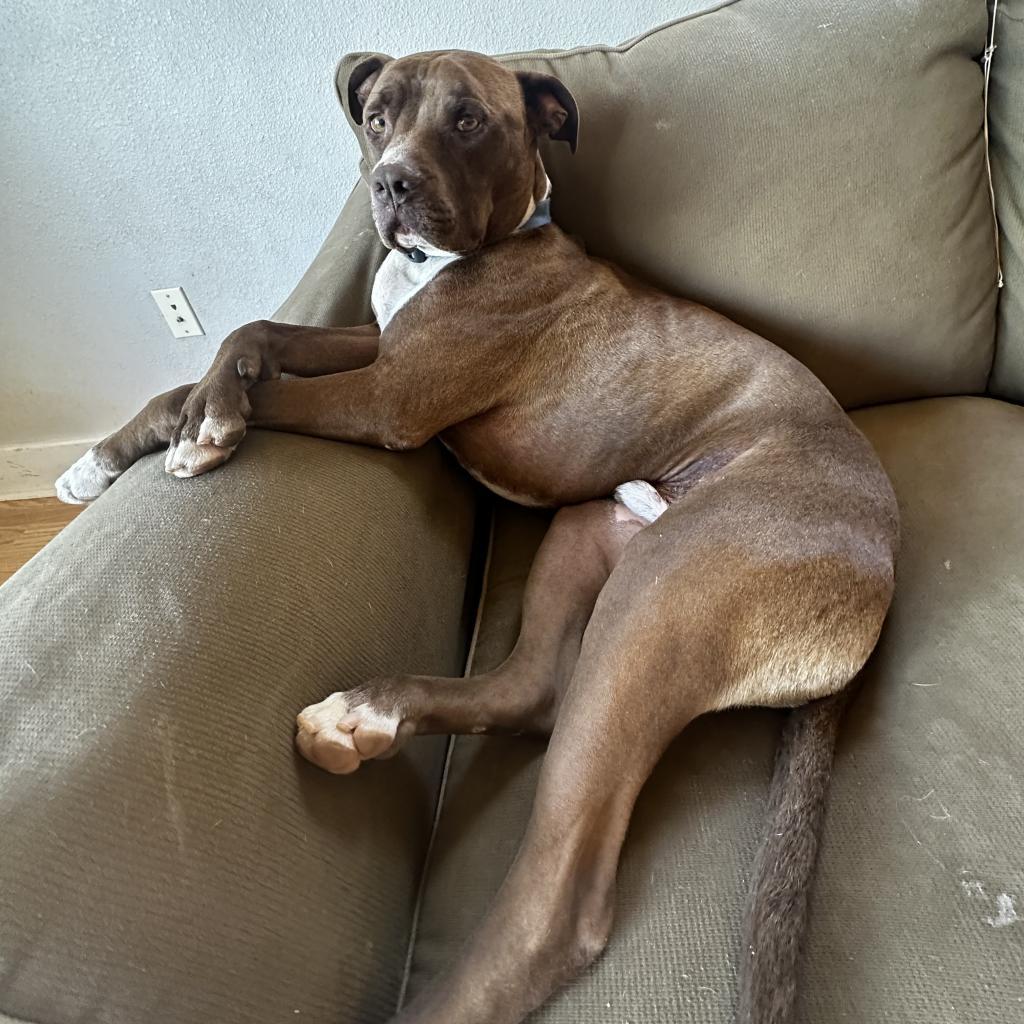 Triumph, an adoptable Pit Bull Terrier in Kanab, UT, 84741 | Photo Image 5