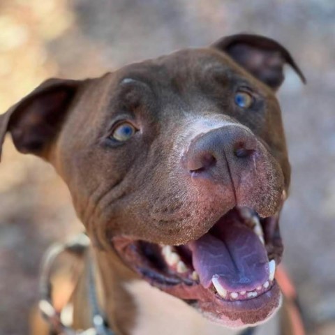 Triumph, an adoptable Pit Bull Terrier in Kanab, UT, 84741 | Photo Image 6