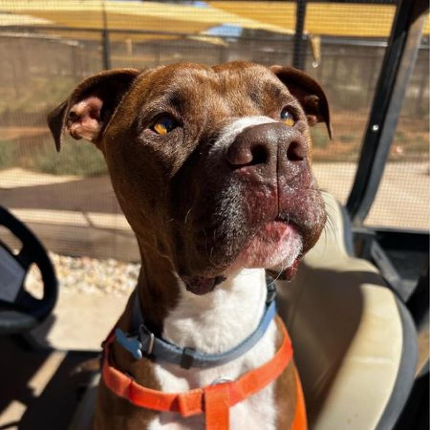 Triumph, an adoptable Pit Bull Terrier in Kanab, UT, 84741 | Photo Image 6