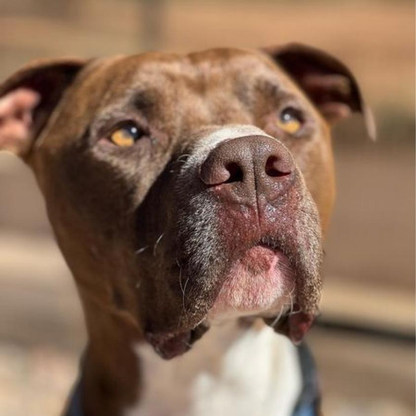 Triumph, an adoptable Pit Bull Terrier in Kanab, UT, 84741 | Photo Image 6