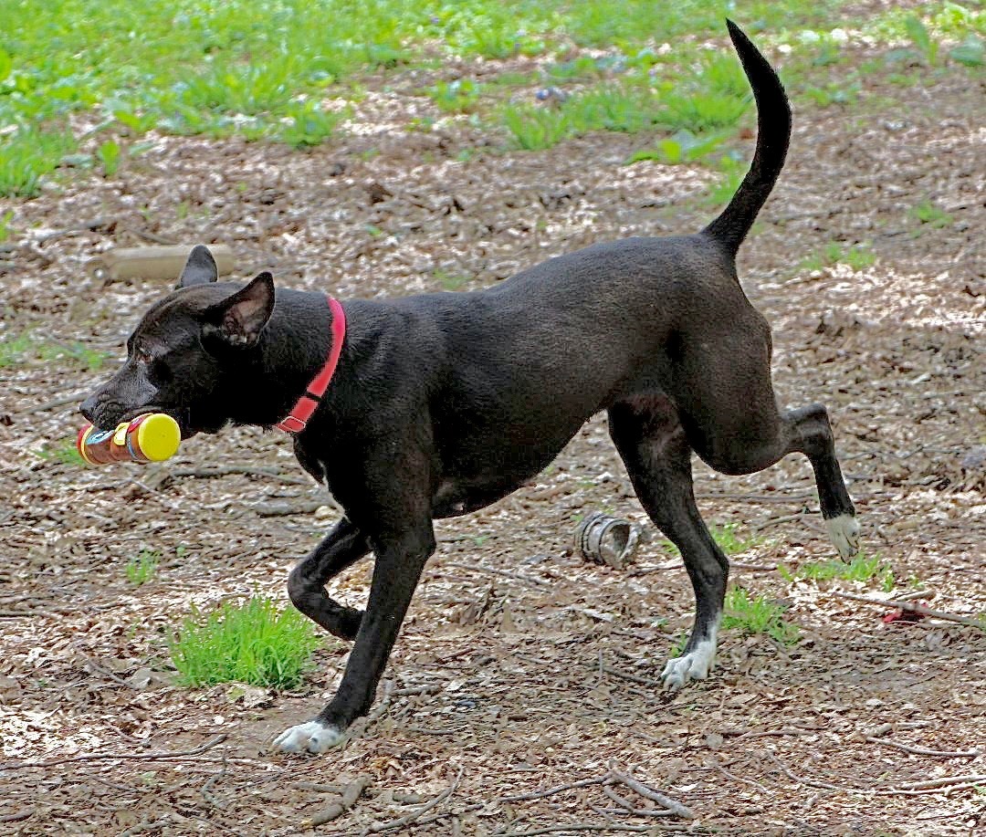 Hanna, an adoptable Labrador Retriever, Pit Bull Terrier in Amston, CT, 06231 | Photo Image 2