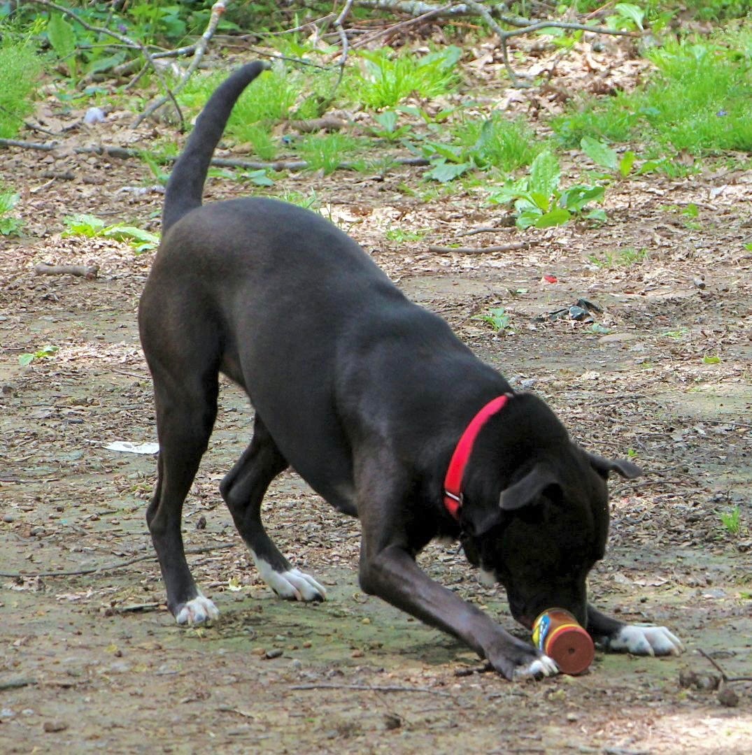Hanna, an adoptable Labrador Retriever, Pit Bull Terrier in Amston, CT, 06231 | Photo Image 5