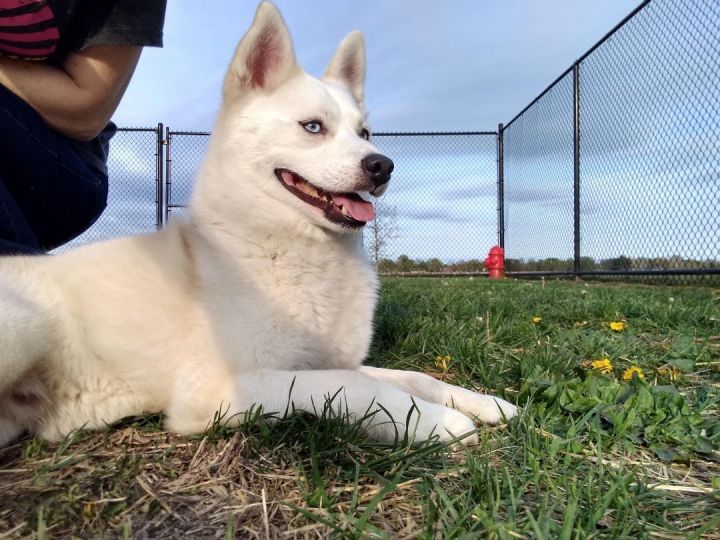 Ezra, an adopted American Eskimo Dog & Husky Mix in Rushville, IL_image-1
