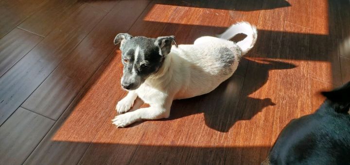 Sonny, an adoptable Jack Russell Terrier Mix in Maumee, OH_image-1