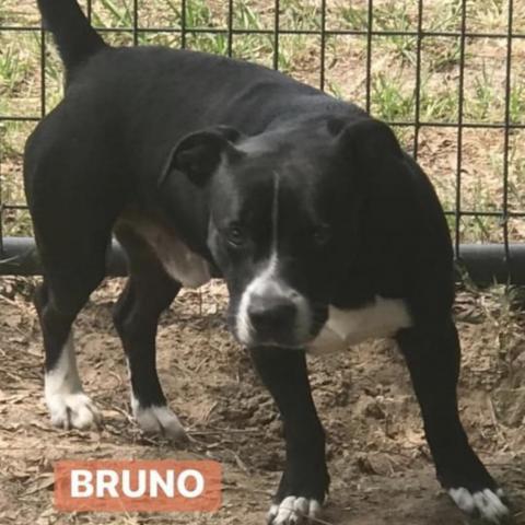 Bruno