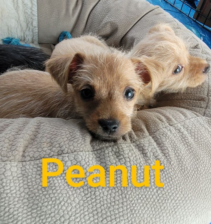 Peanut( 2 lbs of cuddles ), an adoptable Chihuahua & Yorkshire Terrier Mix in White Lake, MI_image-3