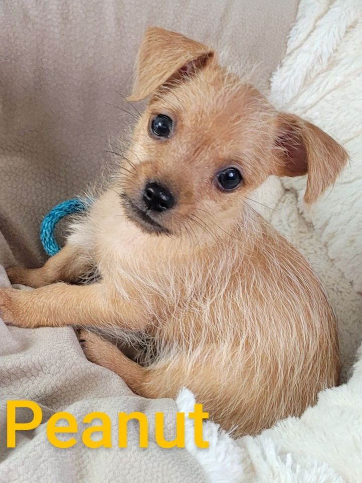 Peanut( 2 lbs of cuddles ), an adoptable Chihuahua & Yorkshire Terrier Mix in White Lake, MI_image-5