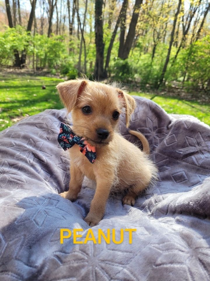Peanut( 2 lbs of cuddles ), an adoptable Chihuahua & Yorkshire Terrier Mix in White Lake, MI_image-6