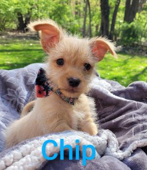 Chip ( 3 lbs of adorable)