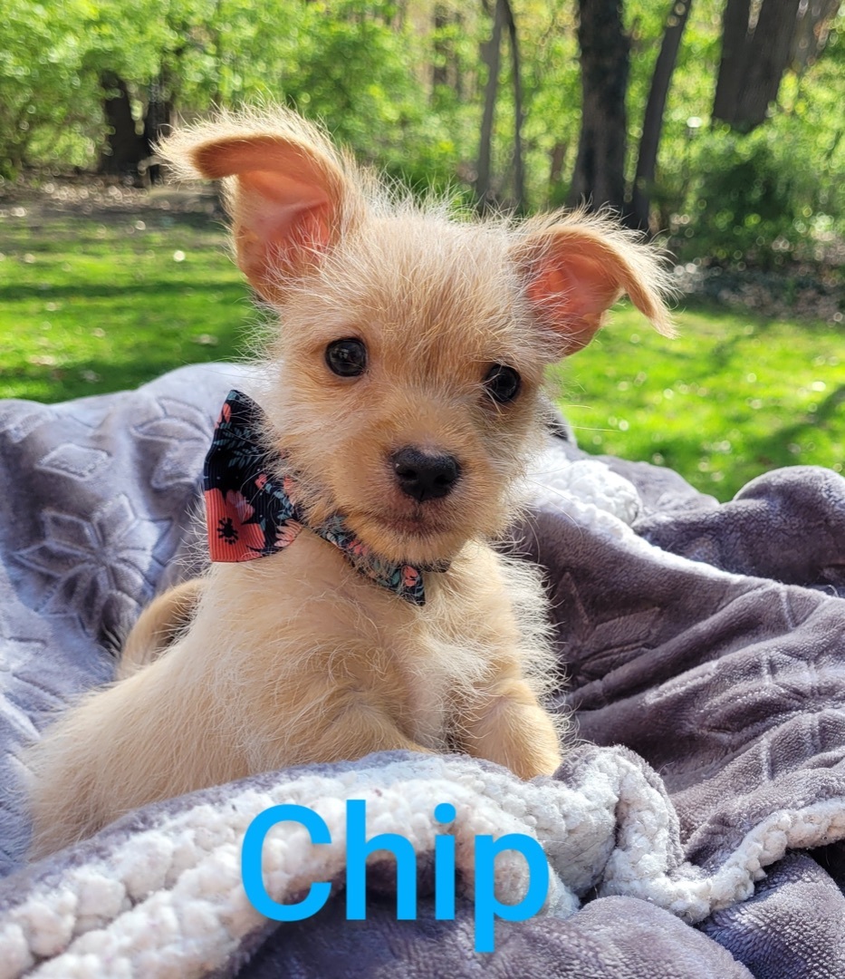 Chip 3 Lbs Of Adorable detail page