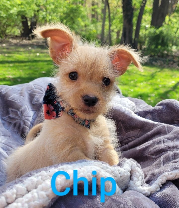 Chip ( 3 lbs of adorable) 1