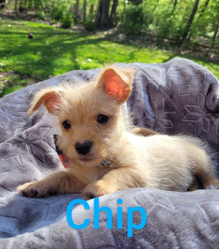Chip ( 3 lbs of adorable), an adoptable Chihuahua & Yorkshire Terrier Mix in White Lake, MI_image-2