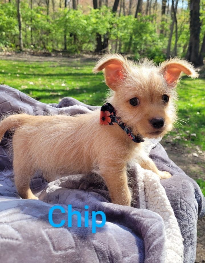 Chip ( 3 lbs of adorable) 3