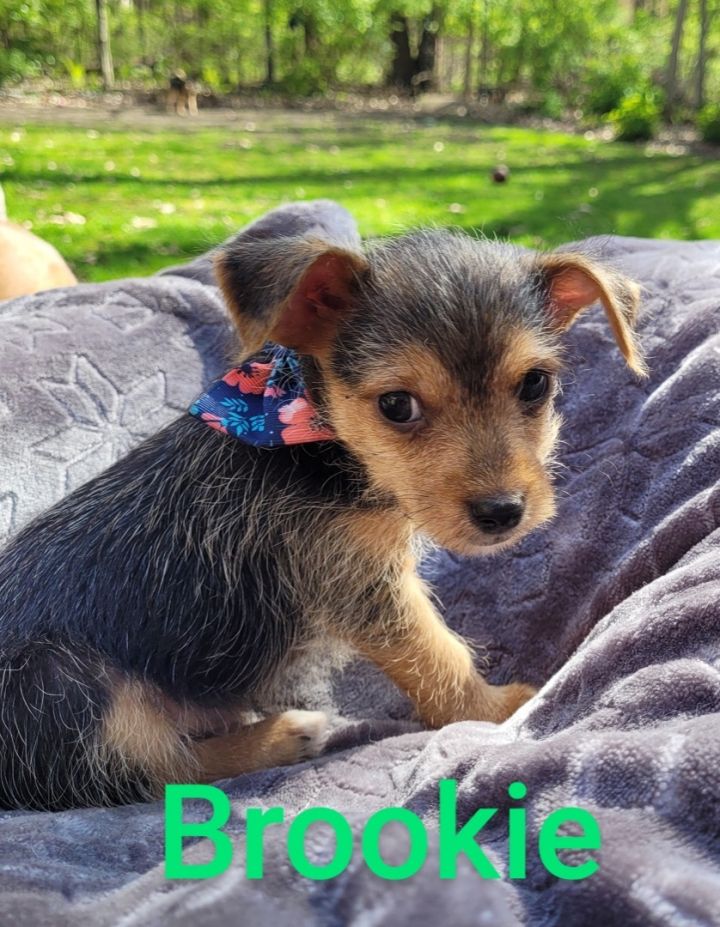 Brooks ( 2-1/2 lbs of love), an adopted Chihuahua & Yorkshire Terrier Mix in White Lake, MI_image-2