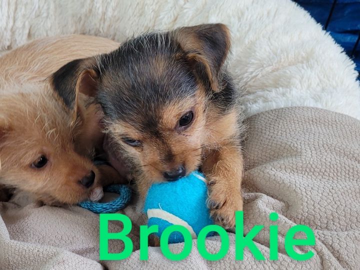 Brooks ( 2-1/2 lbs of love) 3